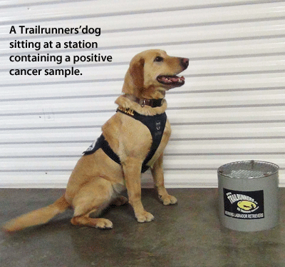 A Trailrunners' dog sitting at a station containing a positive cancer sample